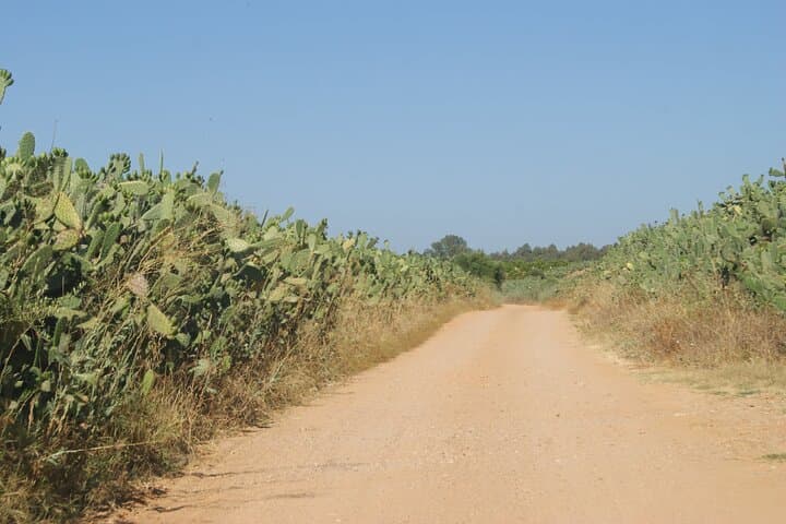 Self-Guided Bike Tour Around Doñana from Seville: Ride Marshes, Pines & Roman Ruins photo 6