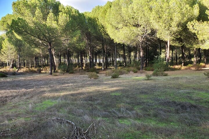 Self-Guided Bike Tour Around Doñana from Seville: Ride Marshes, Pines & Roman Ruins