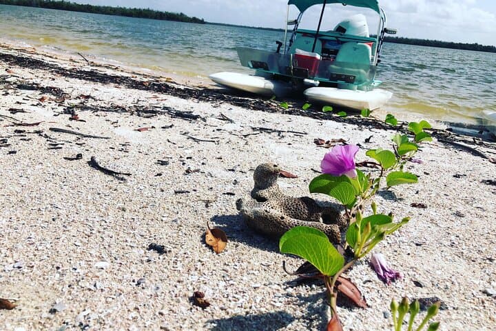 Pilot Your Own CraigCat Through Florida’s 10,000 Islands: A Naples Backwater Adventure photo 3