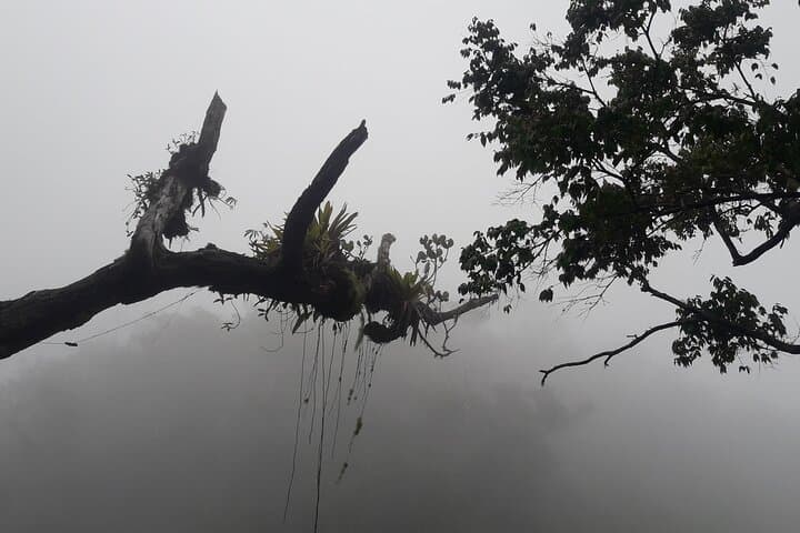 Blue Mountain Guided Nature Tour from Kingston — Waterfalls, Barracks & Cloud Forest Views photo 6