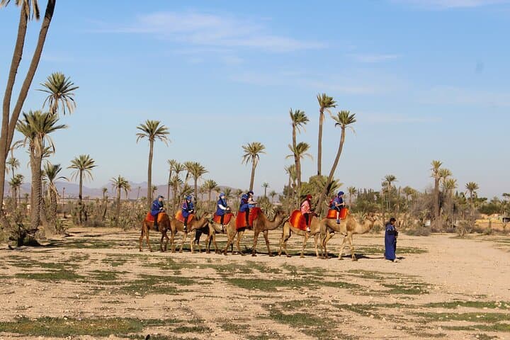 Sunset Camel Ride in Marrakech's Palmeraie: 45-Minute Camel Trek & Berber Tea