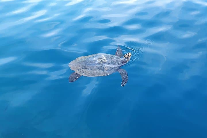 Moorea Lagoon Tour with Lunch — Snorkel Rays, Sharks & Tahitian Cuisine photo 2