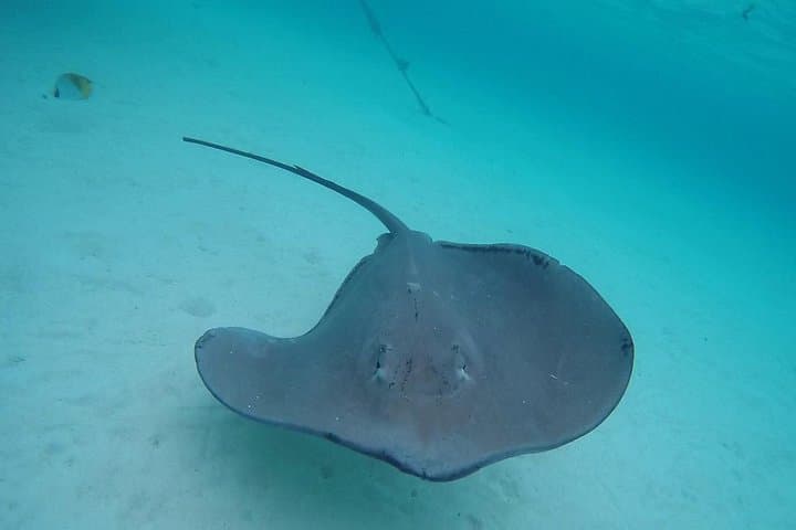 Moorea Lagoon Tour with Lunch — Snorkel Rays, Sharks & Tahitian Cuisine photo 4
