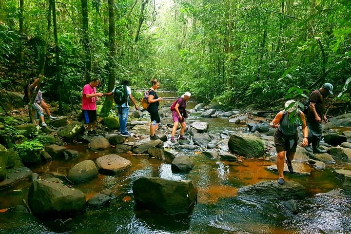 Sinharaja Rain Forest Guided Day Tour — Endemic Birds, Waterfalls & Wild Canopy