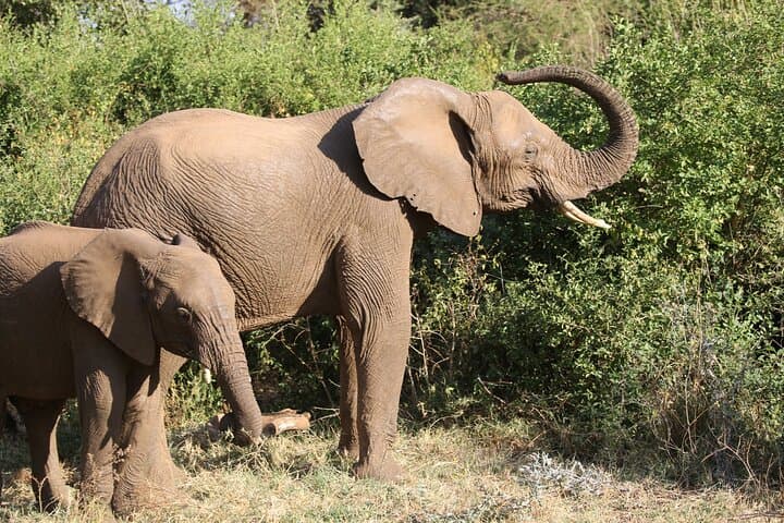 2-Day Private Safari: Tarangire & Ngorongoro Crater Wildlife Expedition