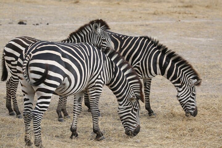 2-Day Private Safari: Tarangire & Ngorongoro Crater Wildlife Expedition photo 2