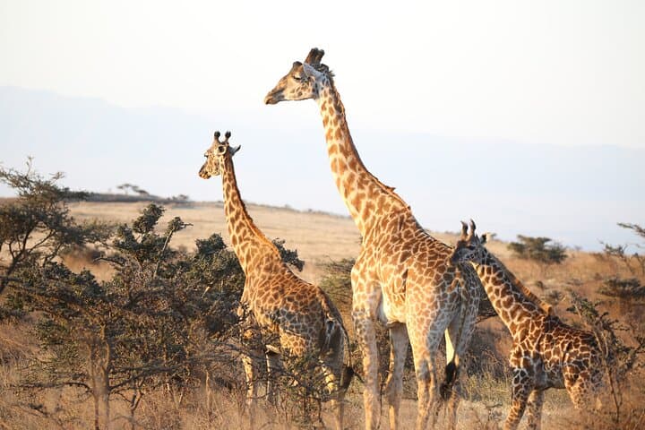 2-Day Private Safari: Tarangire & Ngorongoro Crater Wildlife Expedition photo 4