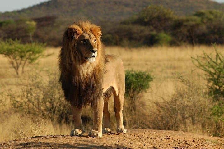 2-Day Private Safari: Tarangire & Ngorongoro Crater Wildlife Expedition photo 5