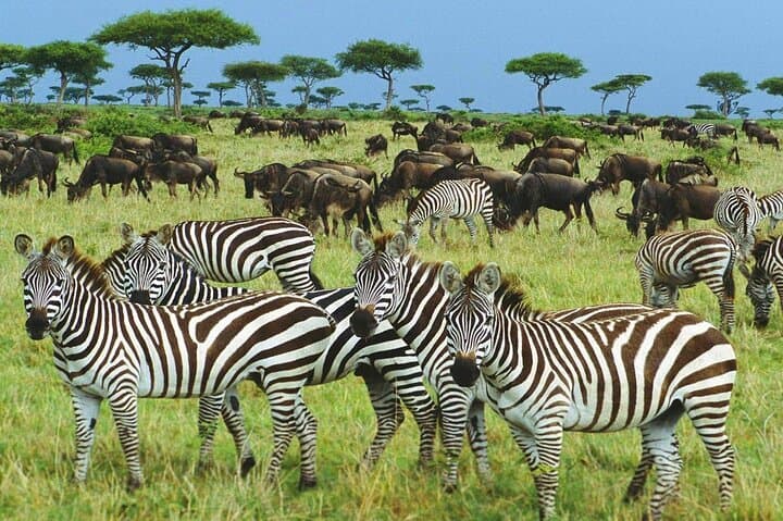2-Day Private Safari: Tarangire & Ngorongoro Crater Wildlife Expedition photo 6