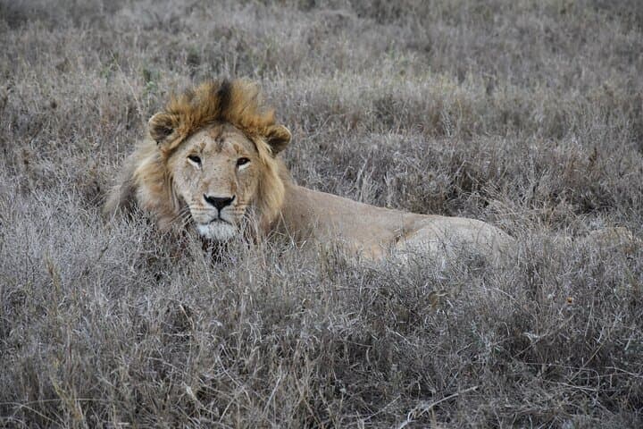 2-Day Tarangire & Lake Manyara Private Safari from Arusha