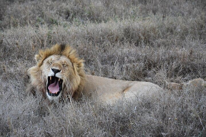 2-Day Tarangire & Lake Manyara Private Safari from Arusha photo 3
