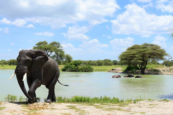 2-Day Tarangire & Lake Manyara Private Safari from Arusha photo 2