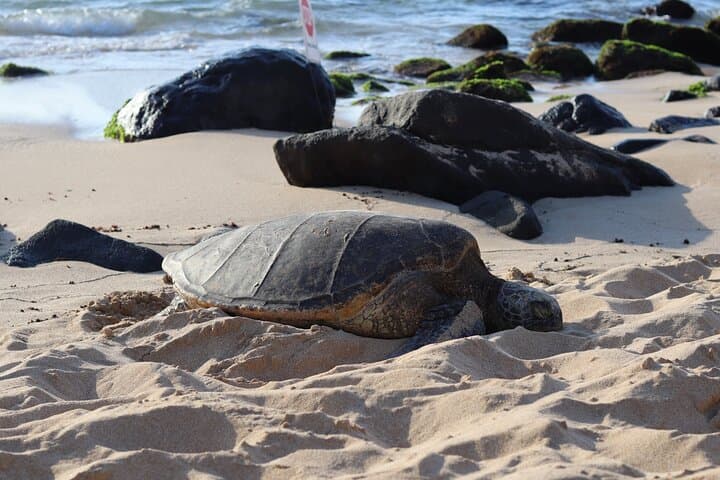 Oahu Circle Island Tour: Snorkel with Turtles, Hike Makapuʻu & Taste North Shore Shrimp