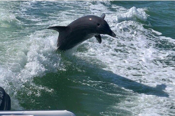 Private Clearwater Beach & Caladesi Island Boat Tour: Dolphin Cruises, Sandbars & Sunset photo 6