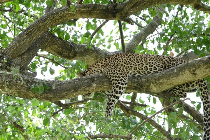 13-Day Uganda Safari: Gorillas, Chimp Trekking & Tree-Climbing Lions photo 4