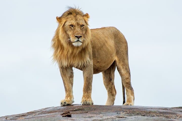 2-Day Private Safari Tsavo East and West from Diani Beach photo 2