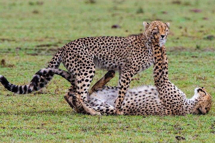 3-Day Twin Parks Safari: Private Tsavo East & West Wildlife Adventure photo 4