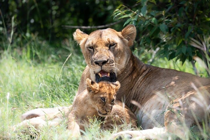 3-Day Tsavo East & West Safari — Big Game, Mzima Springs & Red-Dust Plains photo 3
