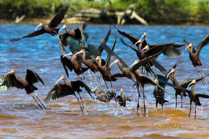 Ribatejo Falconry & Salt Flats Private Tour from Lisbon photo 3