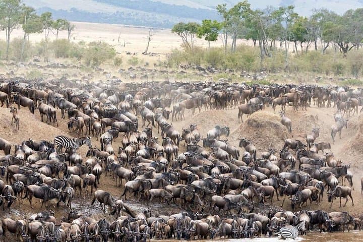5-Day Uganda Gorillas & Masai Mara Comfort Safari: Gorilla Trekking and Great Migration photo 1