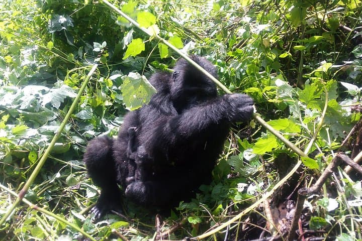 5-Day Uganda Gorillas & Masai Mara Comfort Safari: Gorilla Trekking and Great Migration photo 2