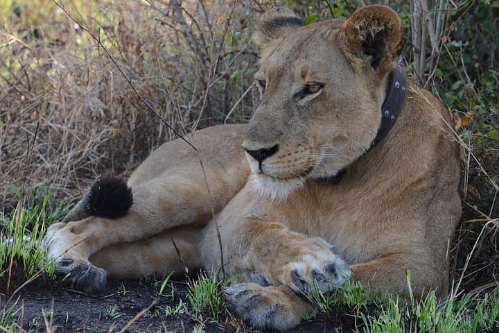 4-Day Queen Elizabeth & Lake Mburo Safari — Game Drives, Kazinga Cruise and Lake Relaxation