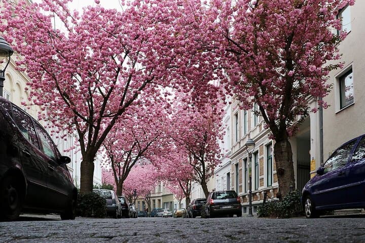Self-Guided e-Scavenger Hunt in Bonn — Interactive City Game & Walking Tour photo 4