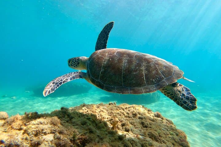 Aguadilla Shore Snorkeling Adventure: Guided Reef Tours & Sea Turtles photo 6