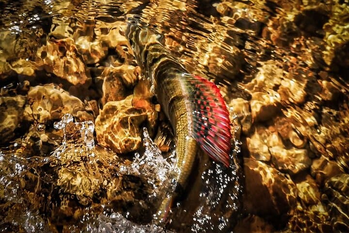 Half-Day Guided Fishing on the Sana River from Ključ with Lunch photo 5