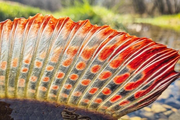 Half-Day Guided Fishing on the Sana River from Ključ with Lunch photo 6