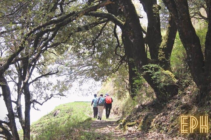 Benog Tibba Day Hike — Forest Trails and Himalayan Views from Mussoorie photo 4