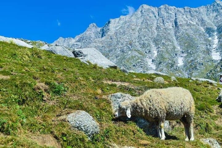Indrahar Pass Trek: McLeodganj to 4,342m Dhauladhar Crossing photo 6