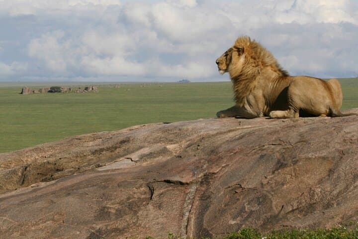 From Serengeti Plains to Bwindi: 6-Day Safari and Gorilla Tracking photo 5