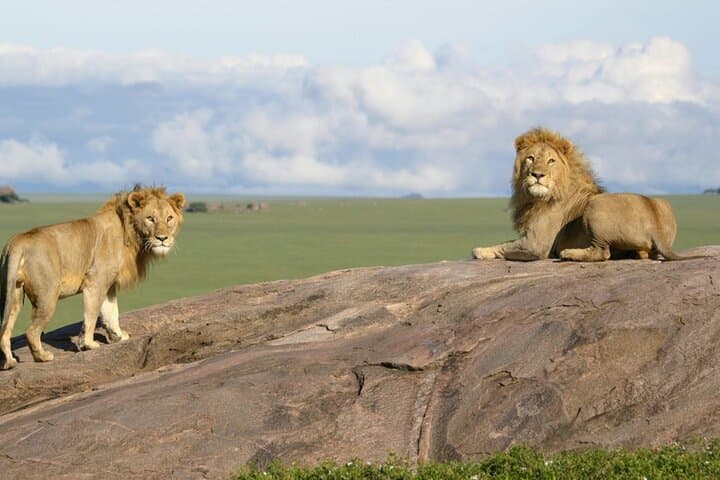 From Serengeti Plains to Bwindi: 6-Day Safari and Gorilla Tracking photo 3