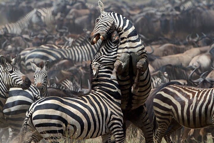 From Serengeti Plains to Bwindi: 6-Day Safari and Gorilla Tracking photo 4