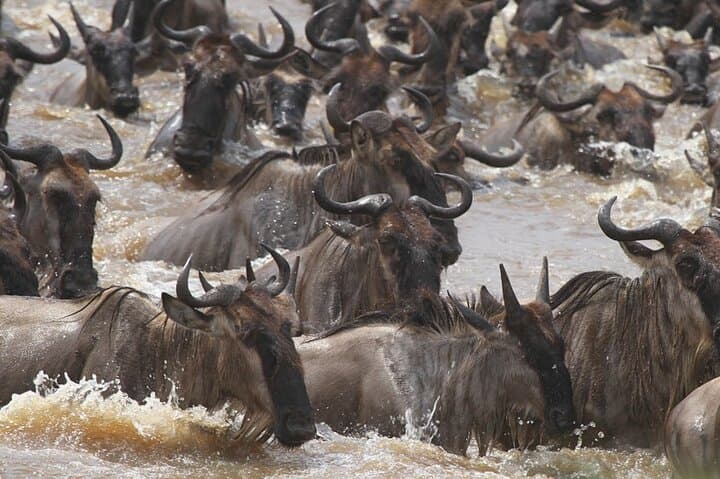 From Serengeti Plains to Bwindi: 6-Day Safari and Gorilla Tracking photo 2