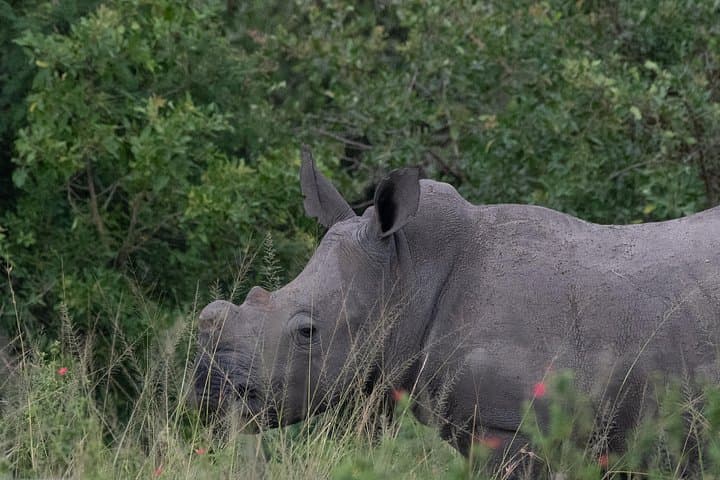 Ten-Day Rwanda Wildlife Circuit: Gorillas, Golden Monkeys & Lake Kivu photo 3