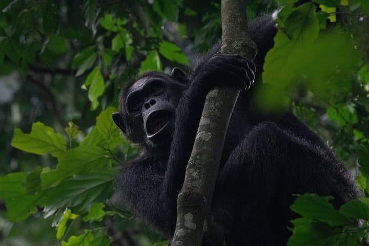 Ten-Day Rwanda Wildlife Circuit: Gorillas, Golden Monkeys & Lake Kivu photo 4