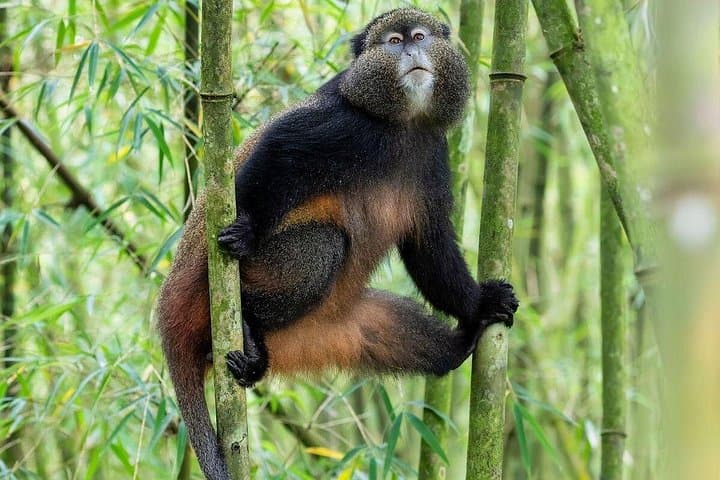 Ten-Day Rwanda Wildlife Circuit: Gorillas, Golden Monkeys & Lake Kivu photo 2