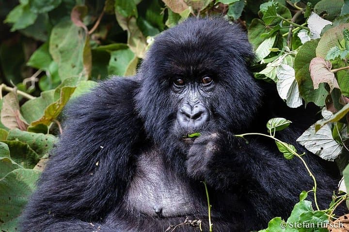 Ten-Day Rwanda Wildlife Circuit: Gorillas, Golden Monkeys & Lake Kivu photo 1