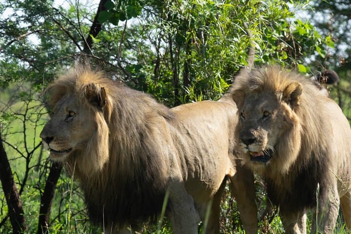 Northern Kafue National Park Safari: Busanga Plains & Kafue River Lodge Explorer