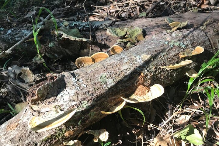 Forest Walk & Wildlife Tour at Tenikwa: Guided Picnic in a Protected Garden Route Forest photo 2