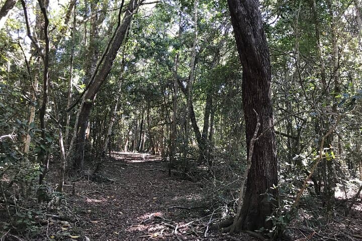 Forest Walk & Wildlife Tour at Tenikwa: Guided Picnic in a Protected Garden Route Forest photo 3