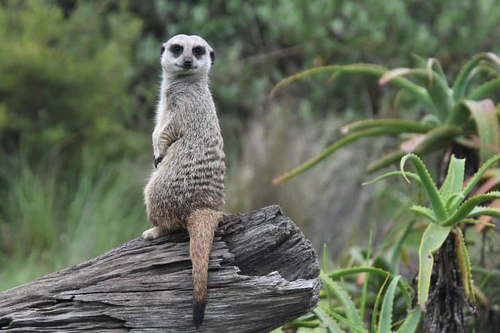 Private Photographic Wildlife Tour at Tenikwa, Plettenberg Bay photo 3