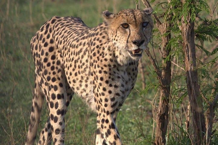 Cheetah Outreach & Cape Winelands Day Tour — Stellenbosch, Lanzerac & Delaire Graff photo 2