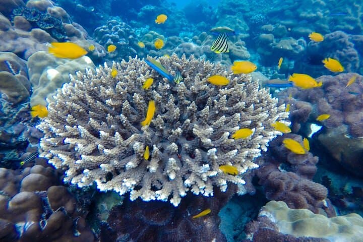 Phi Phi Islands Snorkeling from Phuket: Full-Day Speedboat Tour to Maya Bay, Bamboo & Pileh Lagoon photo 3