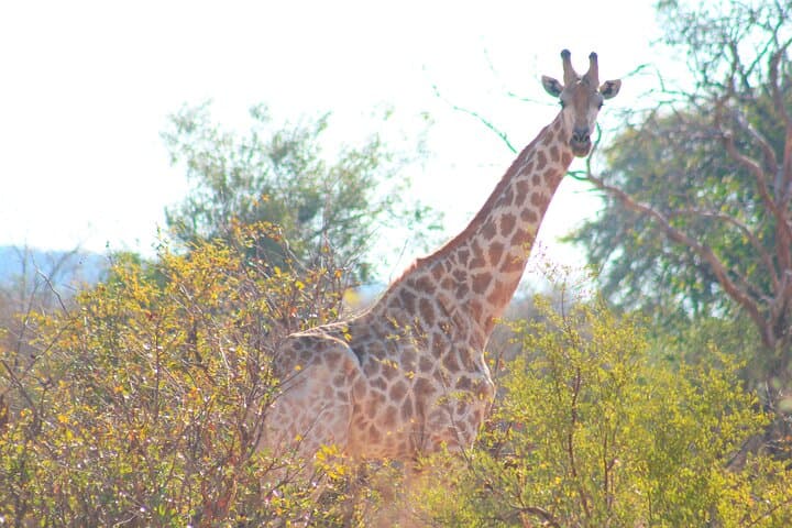 Chobe Camping Safari from Victoria Falls — 2-Day Camping & Game Drives photo 2