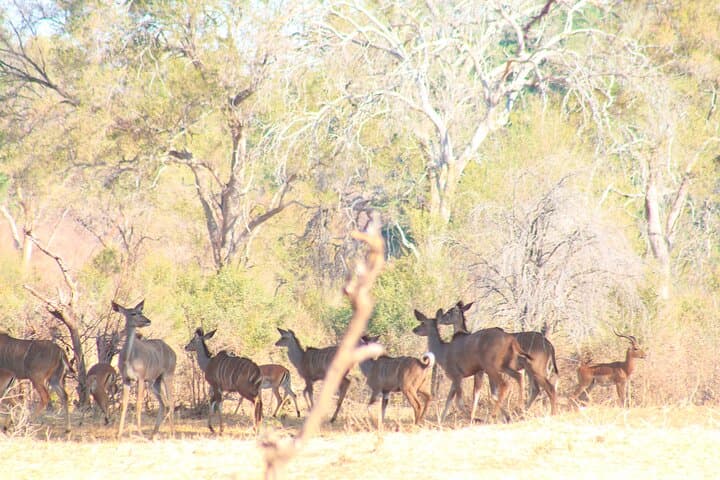 Chobe Camping Safari from Victoria Falls — 2-Day Camping & Game Drives photo 3