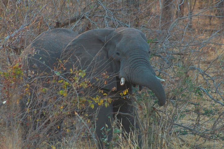 Chobe Camping Safari from Victoria Falls — 2-Day Camping & Game Drives photo 5