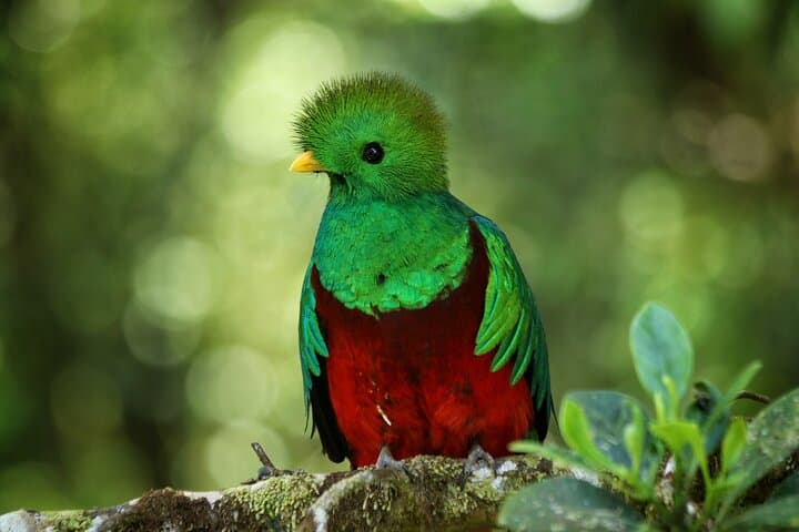 Guided Walk in Monteverde Cloud Forest Reserve: 3-Hour Birding & Nature Tour photo 2
